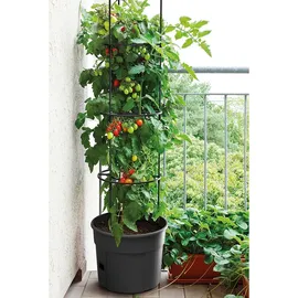 Prosperplast Tomatentopf Rankhilfe Anzuchttopf für Tomate Grower Pflanzkübel aus Kunststoff in Anthrazit (L) x 29,5 cm