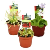 EXOTENHERZ Starter Set Fleischfressende Pflanzen 3 Pflanzen