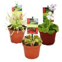 EXOTENHERZ Starter Set Fleischfressende Pflanzen 3 Pflanzen