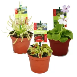 EXOTENHERZ Starter Set Fleischfressende Pflanzen 3 Pflanzen