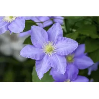 Pflanzen Für Dich Clematis Hybride 'Elsa Späth' 2L 60-