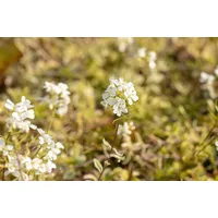 Pflanzen Für Dich Arabis ferdinandi-coburgii 'Old Gold', Gänsekresse, ca.