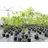 gruenwaren jakubik Esskastanie Castanea sativa 180 cm, Kastanie, Kastanienbaum Pflanze