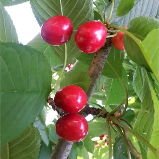 Garten Schlüter Säulen-Süßkirsche Sylvia 120 - 140 cm Prunus avium