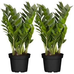 Glücksfeder - Zamioculcas Zamiifolia, Höhe 60-70 cm, Ø17cm, 2er Set
