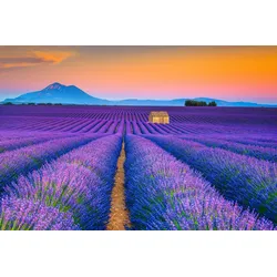 Fototapete PAPERMOON "LAVENDEL-FELD-PROVENCE WIESE GEBIRGE BLUMEN SONNE WALD", bunt, B:3,50m L:2,60m, Vlies, Tapeten