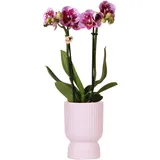 Kolibri Orchids | rosa lila Phalaenopsis Orchidee - El Salvador + Diabolo pink -