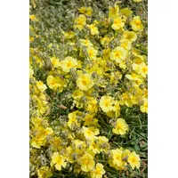Pflanzen Für Dich Helianthemum x cult. 'Cornish Cream', Sonnenröschen,