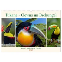 Calvendo Tukane - Clowns im Dschungel (Wandkalender 2026 DIN
