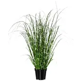 Gasper Zebragras Miscanthus im Topf H. 42cm grün