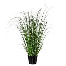Gasper Zebragras Miscanthus im Topf H. 42cm grün
