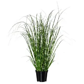 Gasper Zebragras Miscanthus im Topf H. 42cm grün