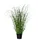 Gasper Zebragras Miscanthus im Topf H. 42cm grün