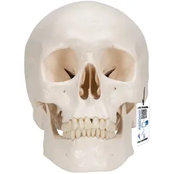 Menschliches Schädel Modell "Klassik" mit Gehirn, 8-teilig - 3B Smart Anatomy