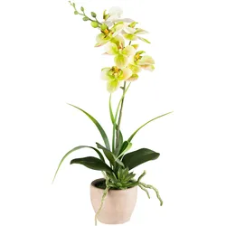 Kunstorchidee CREATIV GREEN "Orchidee Phalaenopsis", grün, H:45cm, Kunststoff, Kunstpflanzen, mit Sukkulenten und Graszweigen arrangiert
