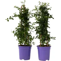 Plant in a Box - Ceanothus Repens - Höhe