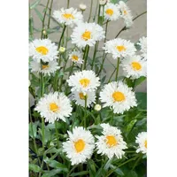Pflanzen Für Dich Leucanthemum x superbum 'Snehurka', ca. 9x9