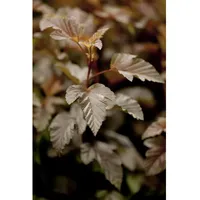 Pflanzen Für Dich Physocarpus opulifolius 'Lady in Red', Blasenspiere,