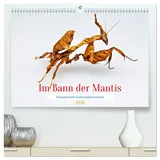 Calvendo Im Bann der Mantis (hochwertiger Premium Wandkalender 2026 DIN A2 quer), Kunstdruck in Hochglanz