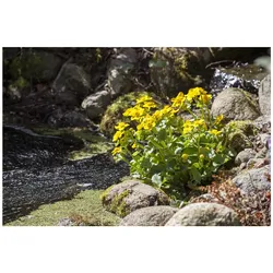 Caltha palustris, Sumpfdotterblume, leuchtend gelb, ca. 9x9 cm Topf