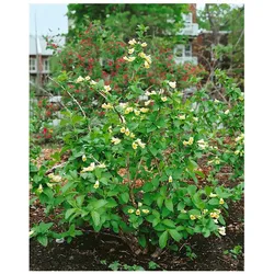 Weigela middendorffiana, gelb blühend, 60–100 cm