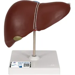 Lebermodell mit Gallenblase - 3B Smart Anatomy