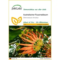 SAFLAX - Australischer Feuerradbaum - 20 Samen - Stenocarpus