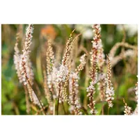 Pflanzen Für Dich Bistorta amplexicaulis 'Alba', Kerzenknöterich, ca. 9x9