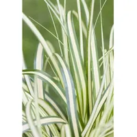 Pflanzen Für Dich Carex oshimensis 'Evergold', Ziergras, gelb-grün, ca.