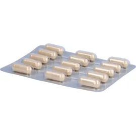 Laves-Arzneimittel GmbH Sanaglu Laves Kapseln 30 St.