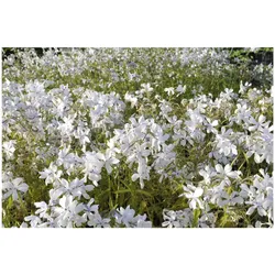 Phlox divaricata 'White Perfume', Duft-Phlox, weiß, ca. 9x9 cm Topf