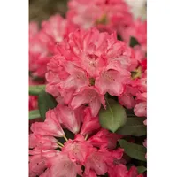 Pflanzen Für Dich Rhododendron yakushimanum 'Sneezy', rosa Blüten, 40–50