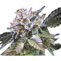 White Noise | Feminisierte Cannabissamen von Paradise Seeds | 5 Hanfsamen