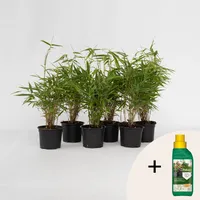Plant in a Box - Bambus - 6 Stk