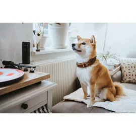 Hunter El Paso Hundehalsband cognac/schwarz 55