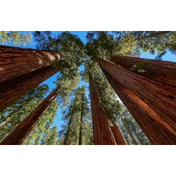 Fototapete PAPERMOON "BÄUME-NATUR LANDSCHAFT HERBST WALD BERGE GEBIRGE HIMMEL", bunt, B:3,50m L:2,60m, Vlies, Tapeten