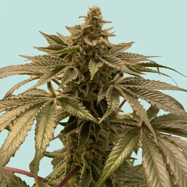 Mainhattan Seeds Frankfurter Hase 3 Samen