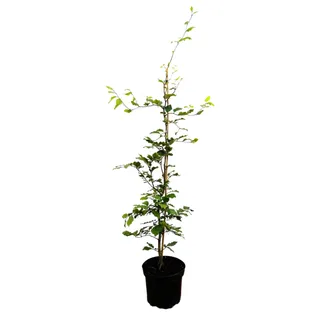 Pflanzen Für Dich Fagus sylvatica, Rotbuche, 60–80 cm