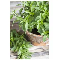 Pflanzen Für Dich Origanum majorana, Majoran, aromatisch, ca. 9x9