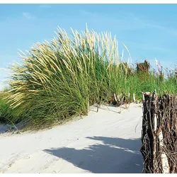 Küchenrückwand EXPRESS KÜCHEN "Strand", bunt, B:60cm H:55,9cm, Holzwerkstoff, Spritzschutzwände