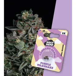 Holy Hemp Cannabissamen – Purple Amnesia