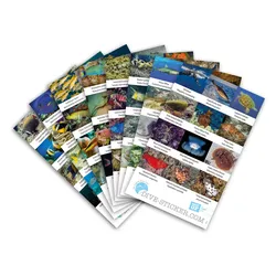 Dive Sticker Oman