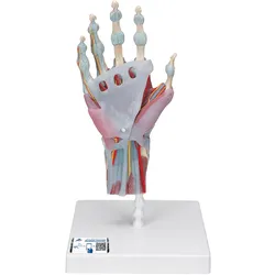 Modell des Handskeletts mit Bändern & Muskeln - 3B Smart Anatomy