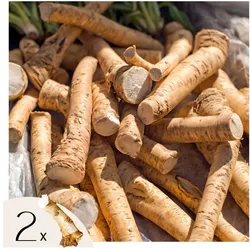 Plant in a Box - Meerrettich - 2 Stk. - Armoracia rusticana - Rhizome