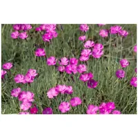 Pflanzen Für Dich Dianthus gratianopolitanus Feuerhexe Pfingstnelke ca. 9x9