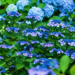 Plant in a Box Hortensien - Hydrangea serrata Summerglow Höhe 25-40cm