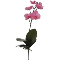 Dadeldo Living & Lifestyle Kunstblume Seidenblumen -Orchidee- Stiel 47cm Lavender