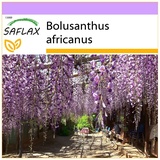 Saflax - Afrikanischer Blauregen - 15 Samen - Bolusanthus africanus