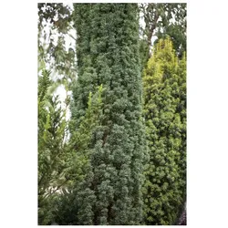 Taxus baccata 'Fastigiata Robusta', Säuleneibe, 30–40 cm