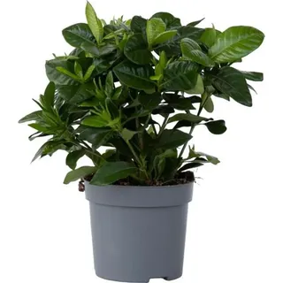 Plant in a Box - Gardenia jasminoides Höhe 20-30cm